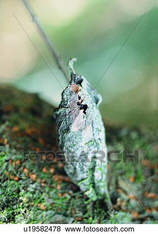 nature, worm, plant, outdoor, insect, leaf View Large Photo Image Stock Photo - nature, worm, plant, outdoor, insect, leaf. Fotosearch