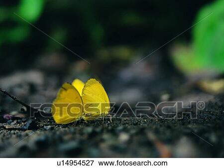 Stock Photo - nature, yellow, butterfly, insect, plant, outdoor. Fotosearch