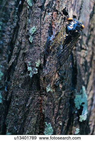 Stock Photo - outdoor, cicada, nature, wood, insect, tree. Fotosearch