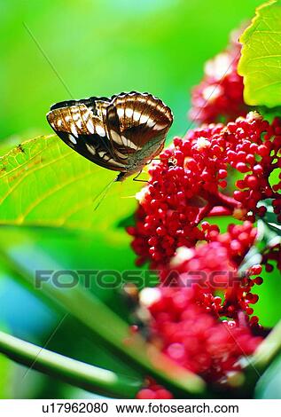 outdoor, insect, flower, leaf, plant, nature View Large Photo Image Stock Image - outdoor, insect, flower, leaf, plant, nature. Fotosearch