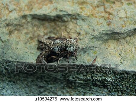 Stock Photography - outdoor, insect, nature, plant, leaf. Fotosearch