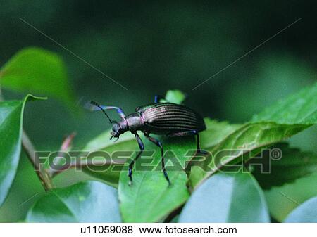 Stock Photo - outdoor, insect, plant, beetle, leaf, nature. Fotosearch