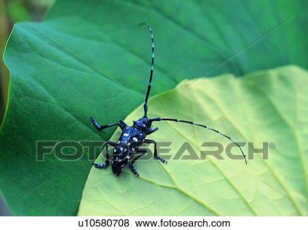 Stock Photo - outdoor, leaf, nature, insect, plant, beetle. Fotosearch