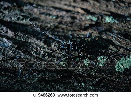 outdoor, nature, insect, beetle, wood, tree View Large Photo Image Stock Photo - outdoor, nature, insect, beetle, wood, tree. Fotosearch
