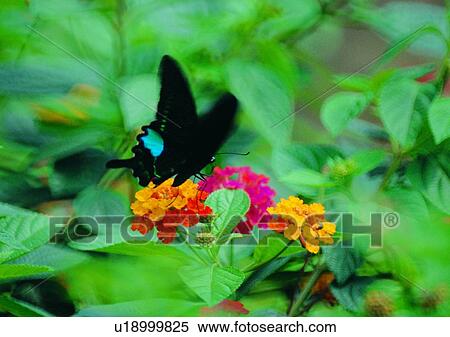 Stock Photography - outdoor, nature, insect, butterfly, plant, leaf. Fotosearch