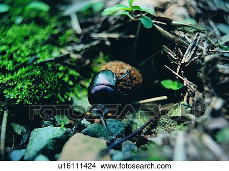 outdoor, nature, insect, plant, beetle View Large Photo Image Picture - outdoor, nature, insect, plant, beetle. Fotosearch