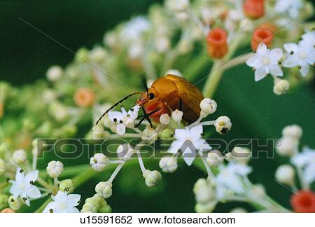 Stock Image - outdoor, nature, insect, plant, flower, beetle. Fotosearch