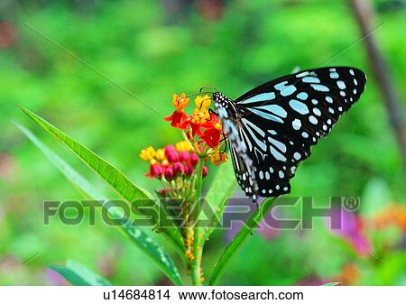 outdoor, nature, insect, plant, leaf, flower View Large Photo Image Picture - outdoor, nature, insect, plant, leaf, flower. Fotosearch