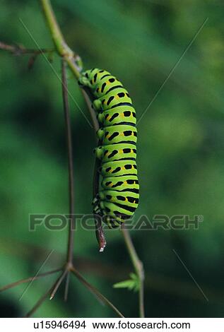 Picture - outdoor, nature, insect, plant, leaf, worm. Fotosearch