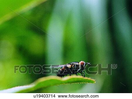 outdoor, nature, insect, plant, leaf, bee View Large Photo Image Picture - outdoor, nature, insect, plant, leaf, bee. Fotosearch