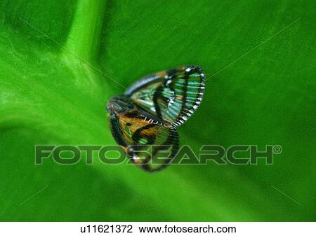 outdoor, nature, insect, plant, leaf, butterfly View Large Photo Image Stock Image - outdoor, nature, insect, plant, leaf, butterfly. Fotosearch