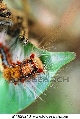 outdoor, nature, insect, plant, leaf, worm View Large Photo Image Stock Image - outdoor, nature, insect, plant, leaf, worm. Fotosearch