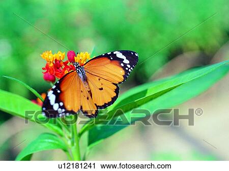 Stock Image - outdoor, nature, insect, plant, leaf, flower. Fotosearch