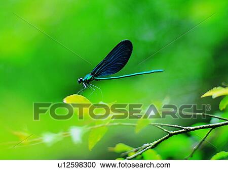 Stock Image - outdoor, nature, insect, plant, leaf, dragonfly. Fotosearch