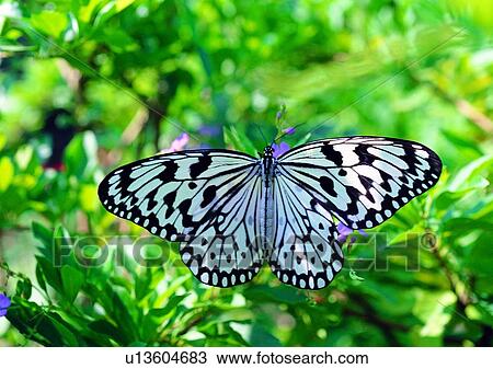 outdoor, nature, insect, plant, leaf, butterfly View Large Photo Image Stock Image - outdoor, nature, insect, plant, leaf, butterfly. Fotosearch