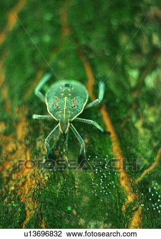 outdoor, nature, insect, plant, leaf, beetle View Large Photo Image Stock Image - outdoor, nature, insect, plant, leaf, beetle. Fotosearch