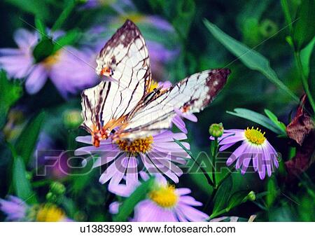 Stock Image - outdoor, nature, insect, plant, leaf, flower. Fotosearch