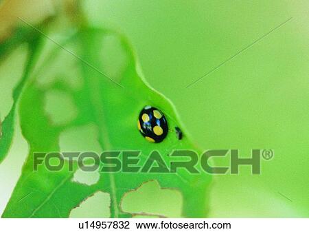 outdoor, nature, insect, plant, leaf, ladybug View Large Photo Image Stock Image - outdoor, nature, insect, plant, leaf, ladybug. Fotosearch