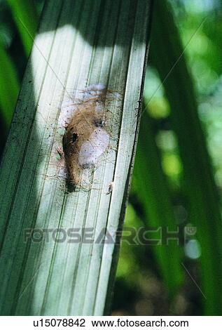 outdoor, nature, insect, plant, leaf View Large Photo Image Stock Image - outdoor, nature, insect, plant, leaf. Fotosearch