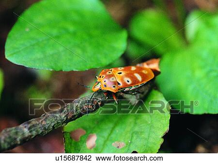 outdoor, nature, insect, plant, leaf, beetle View Large Photo Image Stock Image - outdoor, nature, insect, plant, leaf, beetle. Fotosearch