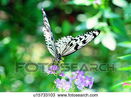 outdoor, nature, insect, plant, leaf, flower View Large Photo Image Stock Image - outdoor, nature, insect, plant, leaf, flower. Fotosearch