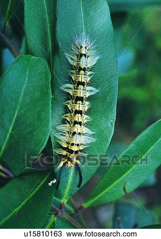 Stock Image - outdoor, nature, insect, plant, leaf, worm. Fotosearch