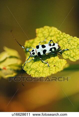 outdoor, nature, insect, plant, leaf, beetle View Large Photo Image Stock Image - outdoor, nature, insect, plant, leaf, beetle. Fotosearch