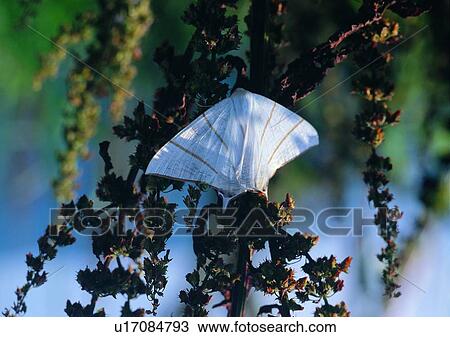 outdoor, nature, insect, plant, leaf, butterfly View Large Photo Image Stock Image - outdoor, nature, insect, plant, leaf, butterfly. Fotosearch