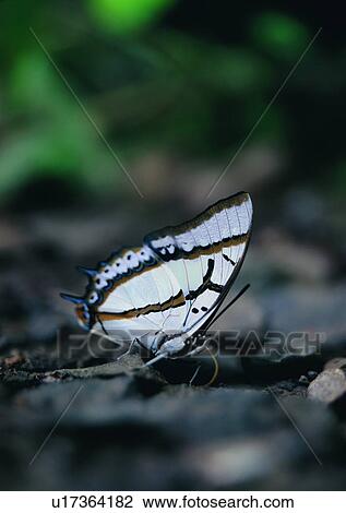 outdoor, nature, insect, plant, leaf, butterfly View Large Photo Image Stock Image - outdoor, nature, insect, plant, leaf, butterfly. Fotosearch