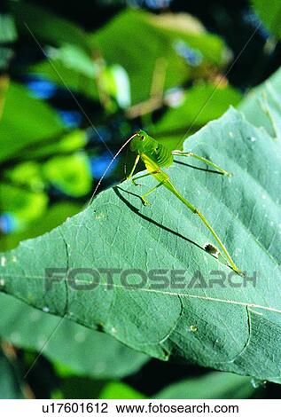 outdoor, nature, insect, plant, leaf, pray mantis View Large Photo Image Stock Image - outdoor, nature, insect, plant, leaf, pray mantis. Fotosearch