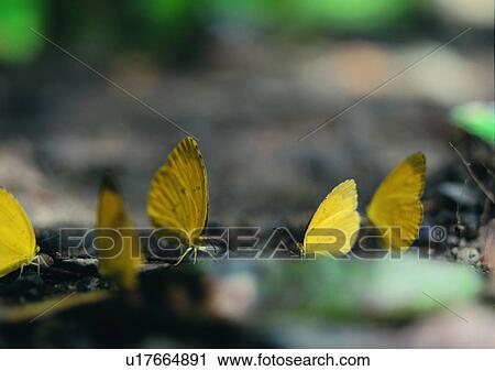 outdoor, nature, insect, plant, leaf, butterfly View Large Photo Image Stock Image - outdoor, nature, insect, plant, leaf, butterfly. Fotosearch