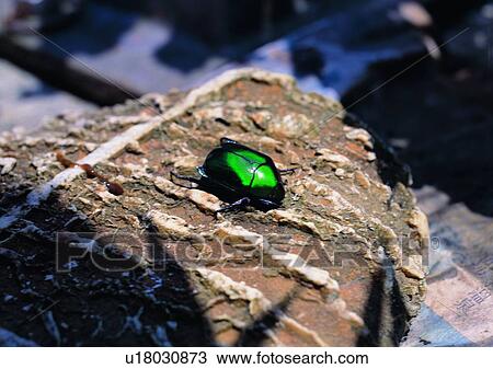 outdoor, nature, insect, plant, leaf, ladybug View Large Photo Image Stock Image - outdoor, nature, insect, plant, leaf, ladybug. Fotosearch