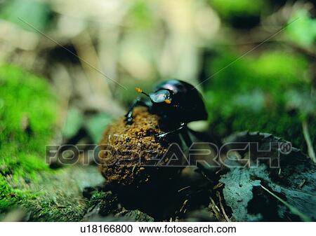 outdoor, nature, insect, plant, leaf, beetle View Large Photo Image Stock Image - outdoor, nature, insect, plant, leaf, beetle. Fotosearch