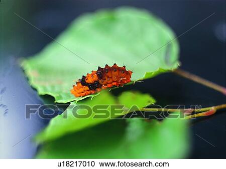 outdoor, nature, insect, plant, leaf, worm View Large Photo Image Stock Image - outdoor, nature, insect, plant, leaf, worm. Fotosearch