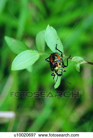 outdoor, nature, insect, plant, leaf, beetle View Large Photo Image Stock Photo - outdoor, nature, insect, plant, leaf, beetle. Fotosearch