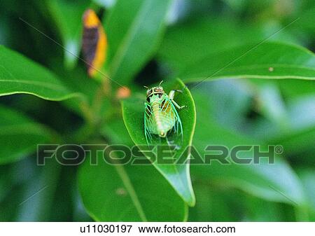 outdoor, nature, insect, plant, leaf View Large Photo Image Stock Photo - outdoor, nature, insect, plant, leaf. Fotosearch