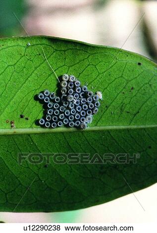 Stock Photo - outdoor, nature, insect, plant, leaf. Fotosearch