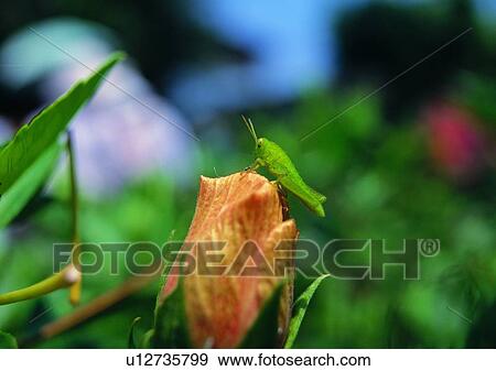 Stock Photo - outdoor, nature, insect, plant, leaf, grasshopper. Fotosearch