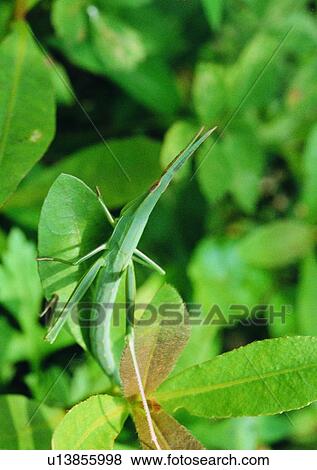 Stock Photo - outdoor, nature, insect, plant, leaf. Fotosearch