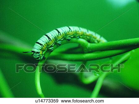 Stock Photo - outdoor, nature, insect, plant, leaf, worm. Fotosearch