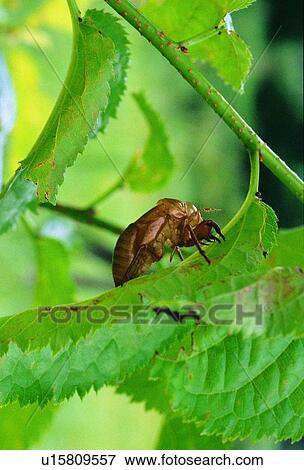 Stock Photo - outdoor, nature, insect, plant, leaf. Fotosearch