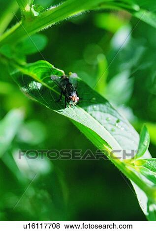 outdoor, nature, insect, plant, leaf, fly View Large Photo Image Stock Photo - outdoor, nature, insect, plant, leaf, fly. Fotosearch