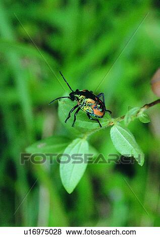 outdoor, nature, insect, plant, leaf, beetle View Large Photo Image Stock Photo - outdoor, nature, insect, plant, leaf, beetle. Fotosearch