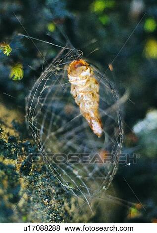 Stock Photo - outdoor, nature, insect, plant, leaf, worm. Fotosearch