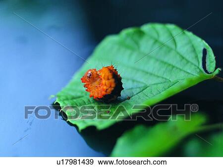 outdoor, nature, insect, plant, leaf, worm View Large Photo Image Stock Photo - outdoor, nature, insect, plant, leaf, worm. Fotosearch