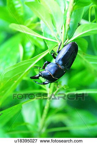 outdoor, nature, insect, plant, leaf, beetle View Large Photo Image Stock Photo - outdoor, nature, insect, plant, leaf, beetle. Fotosearch