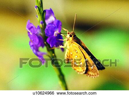 Stock Photograph - outdoor, nature, insect, plant, leaf, flower. Fotosearch