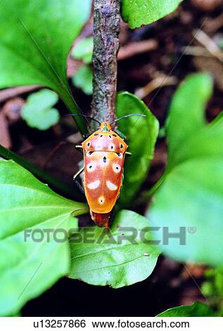 Stock Photograph - outdoor, nature, insect, plant, leaf. Fotosearch