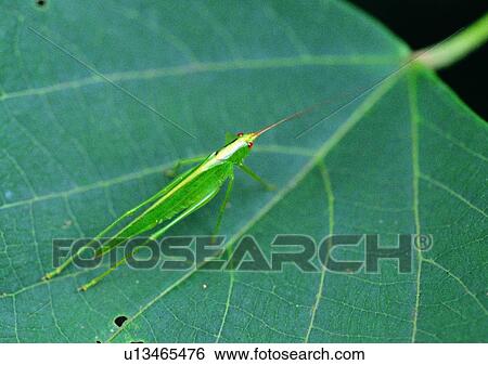 Stock Photograph - outdoor, nature, insect, plant, leaf, grasshopper. Fotosearch