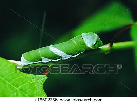 outdoor, nature, insect, plant, leaf, worm View Large Photo Image Stock Photograph - outdoor, nature, insect, plant, leaf, worm. Fotosearch